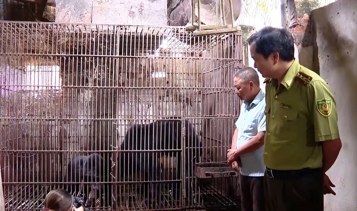Hai chú gấu được ông Đỗ Văn Vượng bàn giao cho cơ quan chức năng. Hai chú gấu được ông Đỗ Văn Vượng bàn giao cho cơ quan chức năng.