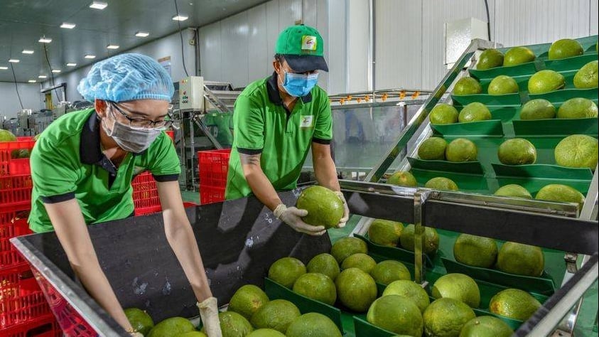 Bưởi Việt Nam đã sẵn sàng xuất khẩu chính ngạch sang Australia. Ảnh: minh họa. Bưởi Việt Nam đã sẵn sàng xuất khẩu chính ngạch sang Australia. Ảnh: minh họa.