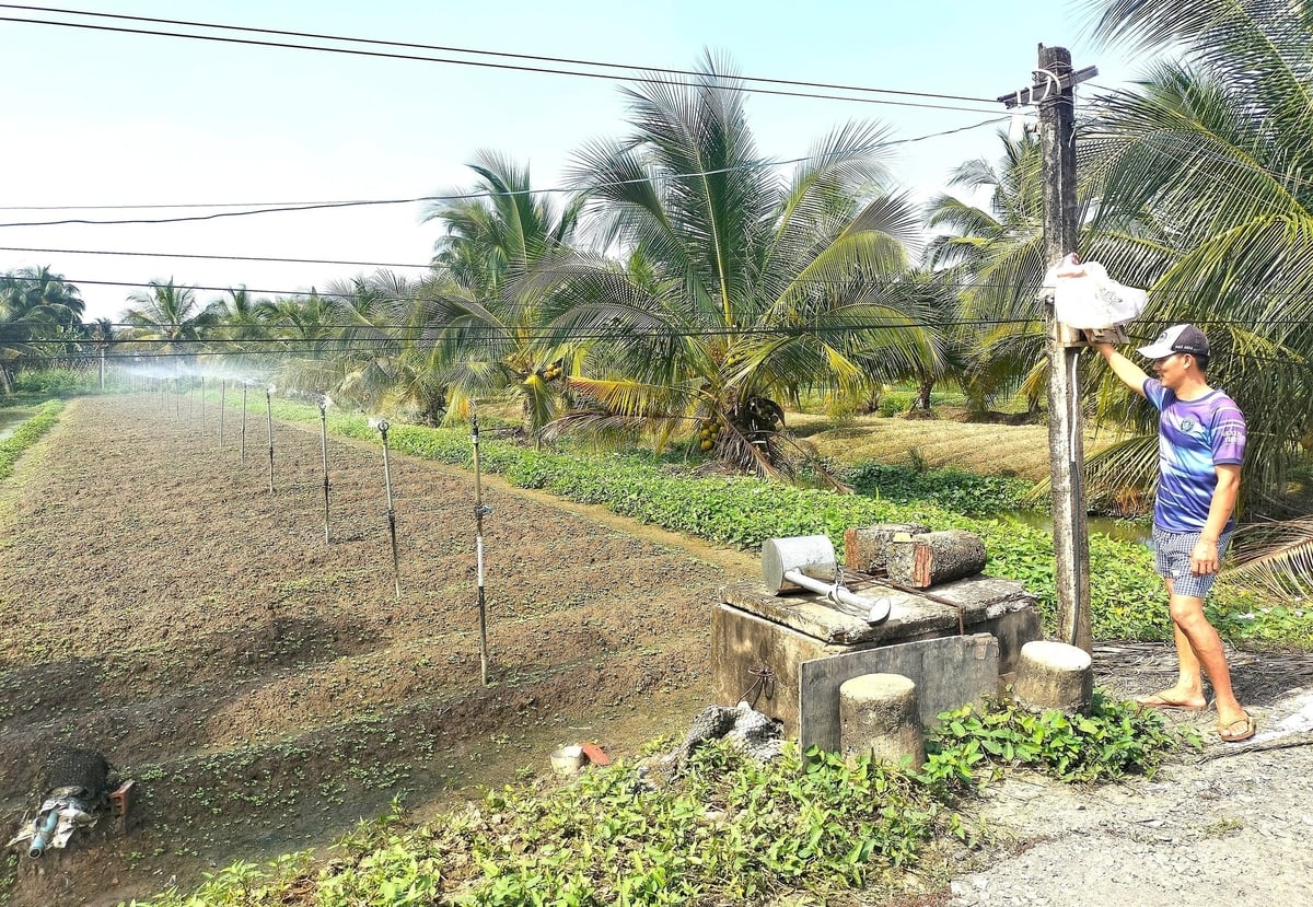 Nông dân tưới tiết kiệm bằng béc phun sương cho rau màu trong mùa khô. Ảnh: Minh Đảm. Nông dân tưới tiết kiệm bằng béc phun sương cho rau màu trong mùa khô. Ảnh: Minh Đảm.