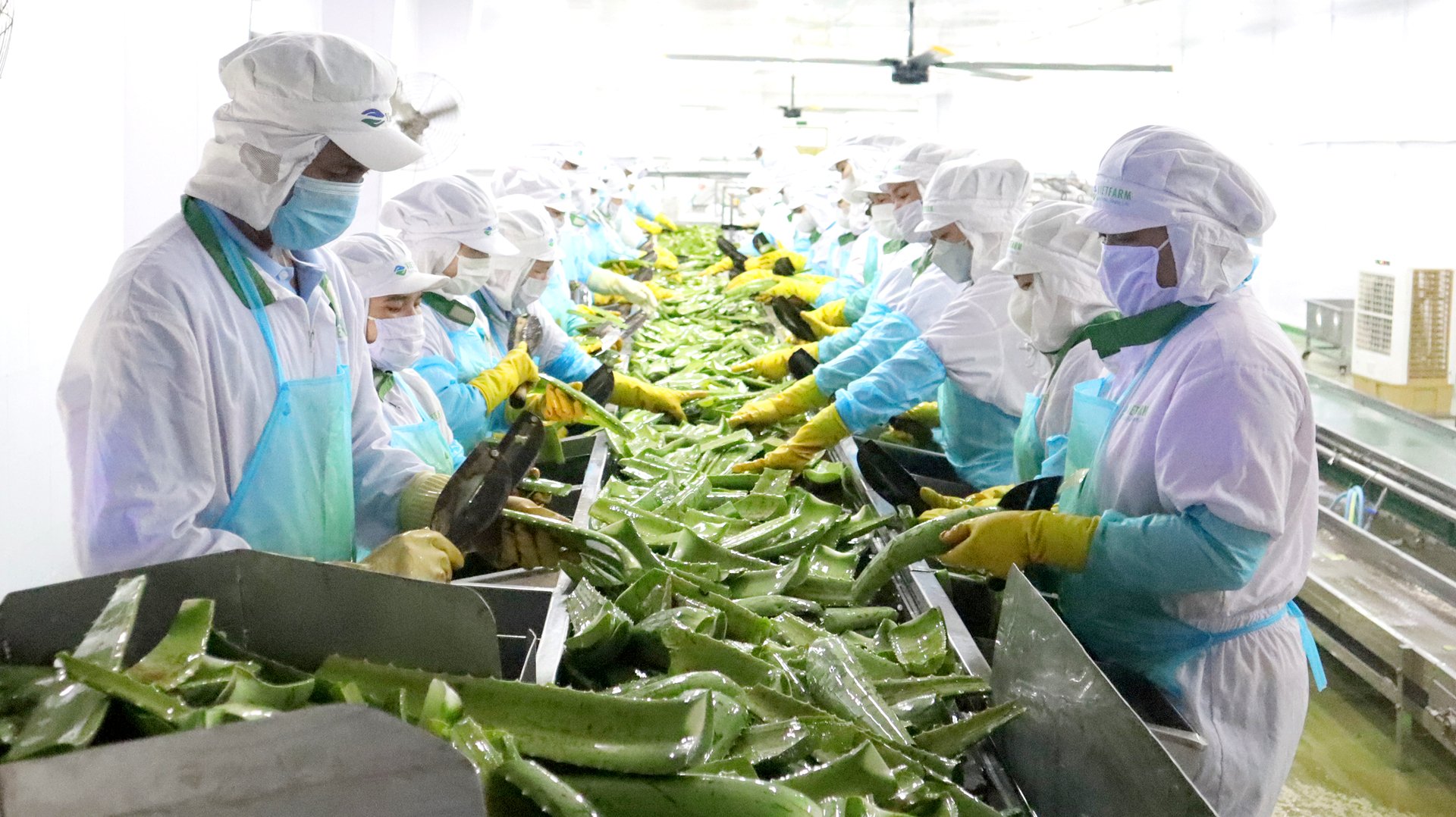 Các nhà máy của GC Food hiện đang áp dụng các tiêu chuẩn sản xuất nghiêm ngặt, bao gồm FSSC 22000, ISO 22000, Halal, USDA… Ảnh: Nguyễn Thủy. Các nhà máy của GC Food hiện đang áp dụng các tiêu chuẩn sản xuất nghiêm ngặt, bao gồm FSSC 22000, ISO 22000, Halal, USDA… Ảnh: Nguyễn Thủy.