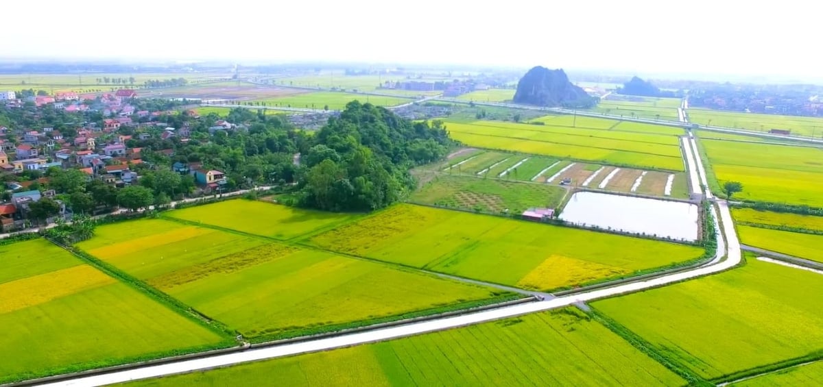 Cánh đồng thôn Trung Trữ, Ninh Giang, Hoa Lư, Ninh Bình. Ảnh minh họa. Cánh đồng thôn Trung Trữ, Ninh Giang, Hoa Lư, Ninh Bình. Ảnh minh họa.
