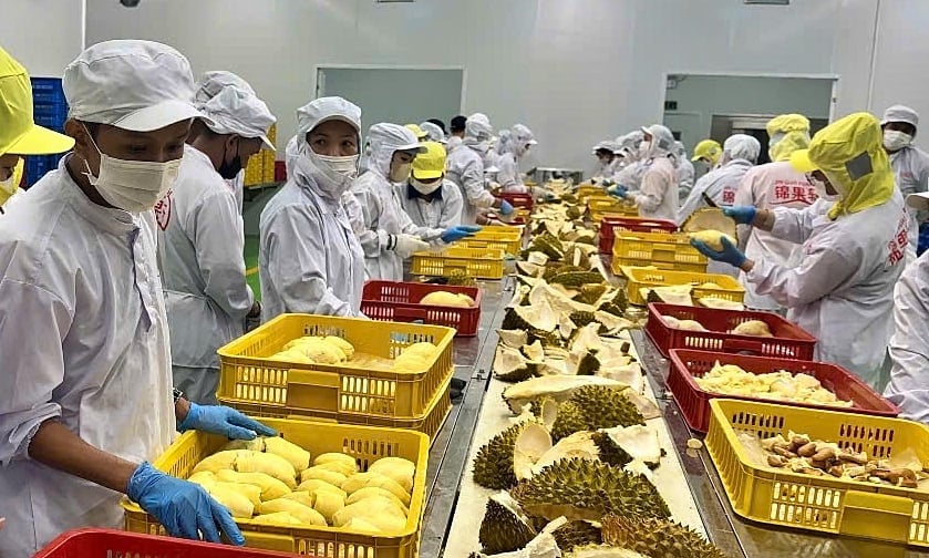 Việt Nam vừa mở cửa được sản phẩm sầu riêng đông lạnh xuất khẩu sang Trung Quốc. Ảnh: Bảo Thắng. Việt Nam vừa mở cửa được sản phẩm sầu riêng đông lạnh xuất khẩu sang Trung Quốc. Ảnh: Bảo Thắng.