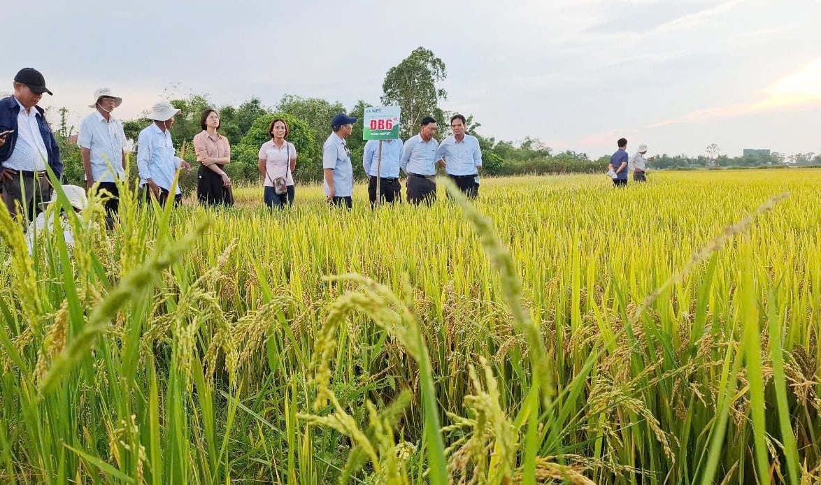 Vinaseed Quảng Nam cùng Chi cục Trồng trọt và Bảo vệ thực vật TP Huế và một số HTX tổ chức thăm đồng, đánh giá các giống lúa thuần của Vinaseed sản xuất tại TP Huế. Ảnh: Văn Dinh. Vinaseed Quảng Nam cùng Chi cục Trồng trọt và Bảo vệ thực vật TP Huế và một số HTX tổ chức thăm đồng, đánh giá các giống lúa thuần của Vinaseed sản xuất tại TP Huế. Ảnh: Văn Dinh.