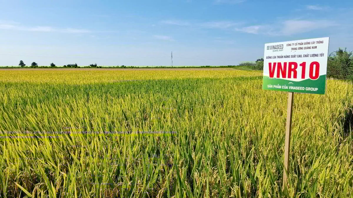 Các giống lúa thuần của Vinaseed sản xuất tại TP Huế sinh trưởng, phát triển tốt, sạch sâu bệnh hại. Ảnh: Văn Dinh. Các giống lúa thuần của Vinaseed sản xuất tại TP Huế sinh trưởng, phát triển tốt, sạch sâu bệnh hại. Ảnh: Văn Dinh.