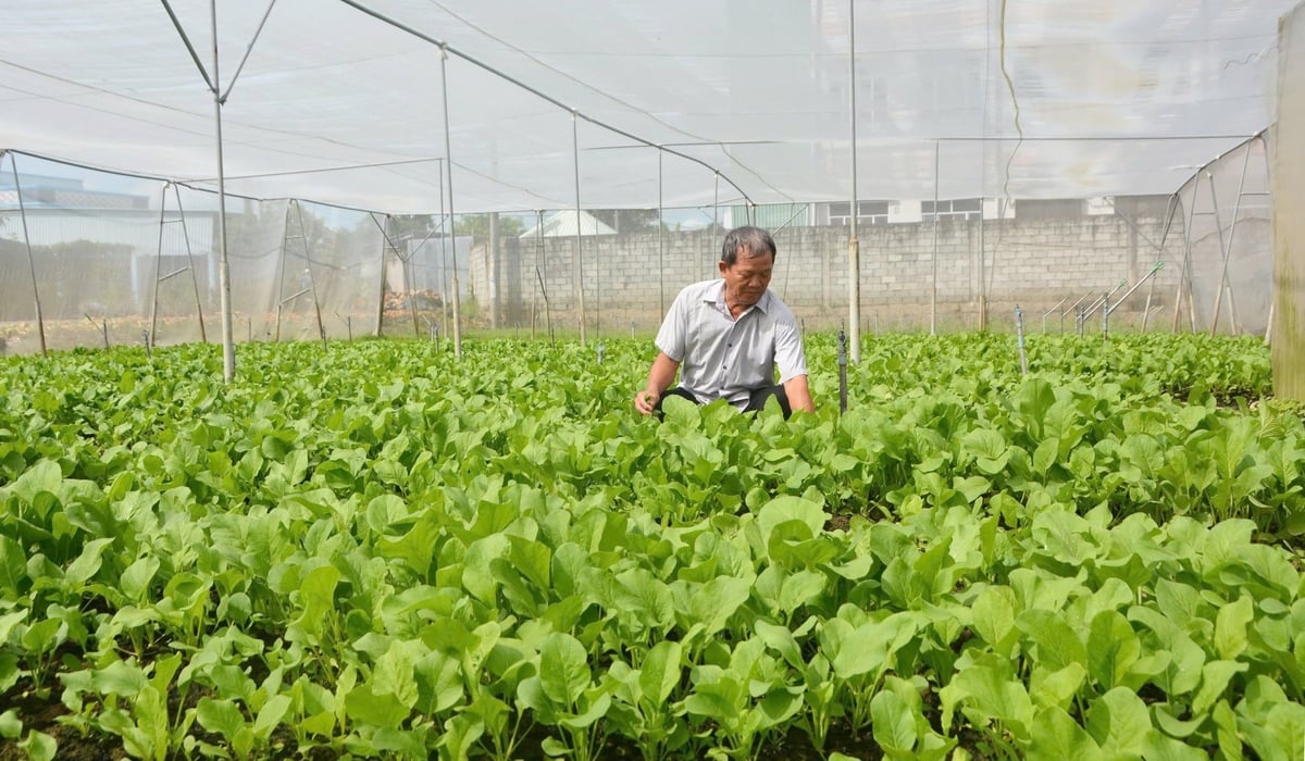 Người dân ứng dụng công nghệ cao trong sản xuất nông nghiệp mang lại hiệu quả cao. Ảnh: Thanh Bạch. Người dân ứng dụng công nghệ cao trong sản xuất nông nghiệp mang lại hiệu quả cao. Ảnh: Thanh Bạch.