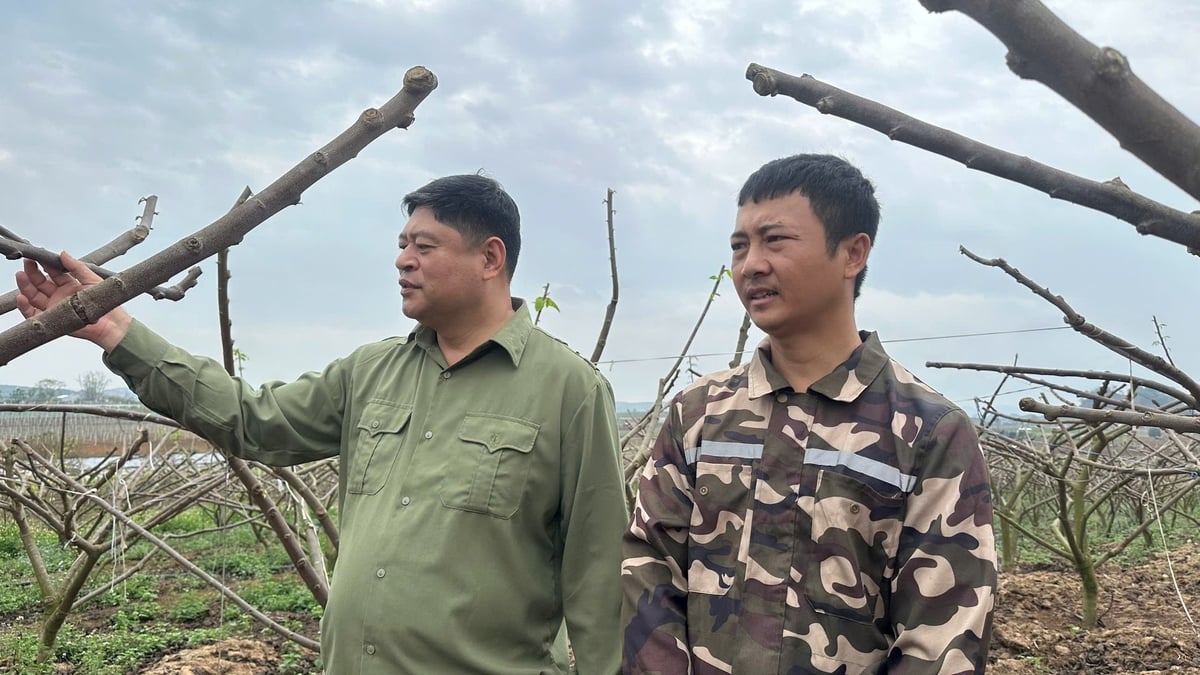 Anh Trần Ngọc Bằng (bên trái), Giám đốc Hợp tác xã OhayO - một trong những người tiên phong phát triển trồng na công nghệ cao. Ảnh: Nguyễn Nga. Anh Trần Ngọc Bằng (bên trái), Giám đốc Hợp tác xã OhayO - một trong những người tiên phong phát triển trồng na công nghệ cao. Ảnh: Nguyễn Nga.
