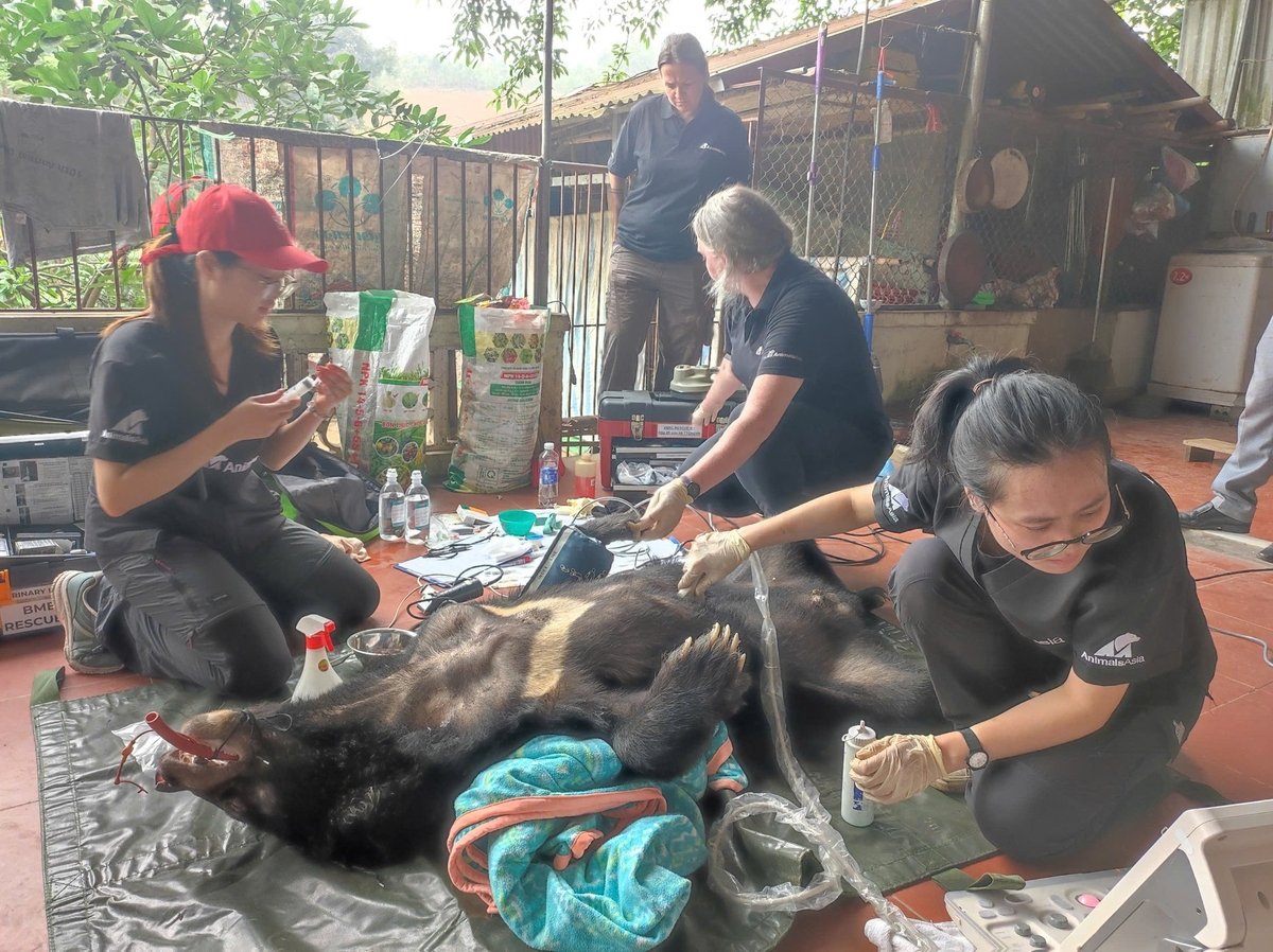Các chuyên gia của Tổ chức Động vật châu Á đã tiến hành đầy đủ các bước thăm khám sức khỏe và triển khai công tác vận chuyển hai cá thể gấu một cách an toàn. Ảnh: Hoài Văn. Các chuyên gia của Tổ chức Động vật châu Á đã tiến hành đầy đủ các bước thăm khám sức khỏe và triển khai công tác vận chuyển hai cá thể gấu một cách an toàn. Ảnh: Hoài Văn.