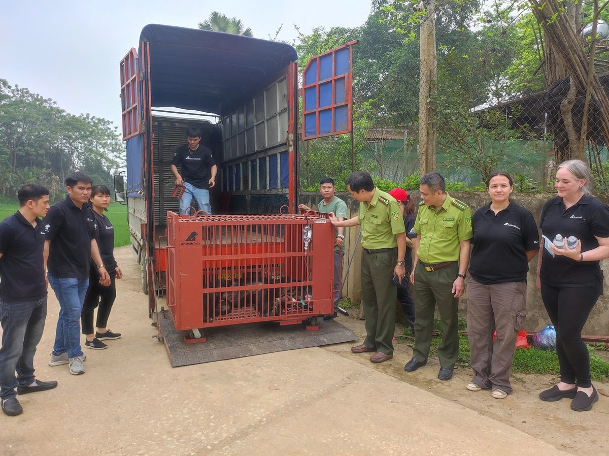 Đến hiện tại, Chi cục Kiểm lâm tỉnh Yên Bái đã bàn giao 5 cá thể gấu cho Trung tâm Cứu hộ Gấu Việt Nam. Ảnh: Hoài Văn. Đến hiện tại, Chi cục Kiểm lâm tỉnh Yên Bái đã bàn giao 5 cá thể gấu cho Trung tâm Cứu hộ Gấu Việt Nam. Ảnh: Hoài Văn.