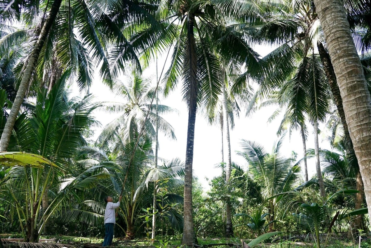 Trong lúc giá dừa tăng quá cao khiến nông dân thu hoạch sớm, dẫn đến việc không đạt yêu cầu chất lượng cho xuất khẩu. Ảnh: Minh Sáng. Trong lúc giá dừa tăng quá cao khiến nông dân thu hoạch sớm, dẫn đến việc không đạt yêu cầu chất lượng cho xuất khẩu. Ảnh: Minh Sáng.