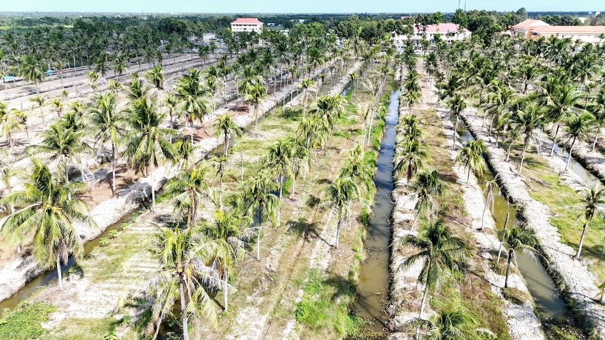 Hiện, tỉnh Bến Tre có khoảng 79.000 ha dừa, với sản lượng đạt gần 700.000 tấn mỗi năm. Trong đó, khoảng 10% là dừa tươi uống nước, còn chủ yếu giống dừa xiêm xanh. Ảnh: Minh Sáng. Hiện, tỉnh Bến Tre có khoảng 79.000 ha dừa, với sản lượng đạt gần 700.000 tấn mỗi năm. Trong đó, khoảng 10% là dừa tươi uống nước, còn chủ yếu giống dừa xiêm xanh. Ảnh: Minh Sáng.