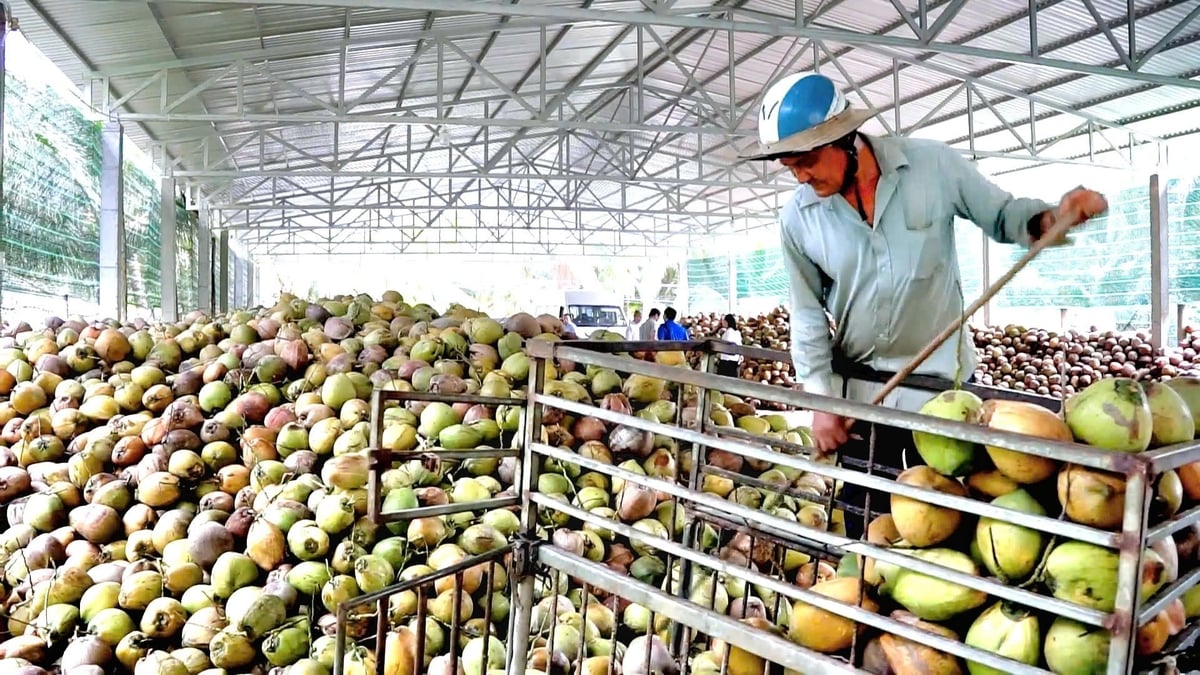 Nông dân trồng dừa cho hay, sản lượng dừa xiêm xanh đang sụt giảm mạnh do ảnh hưởng của hạn mặn và thời tiết bất lợi, chỉ đạt khoảng 50% so với vụ thuận. Ảnh: Minh Sáng. Nông dân trồng dừa cho hay, sản lượng dừa xiêm xanh đang sụt giảm mạnh do ảnh hưởng của hạn mặn và thời tiết bất lợi, chỉ đạt khoảng 50% so với vụ thuận. Ảnh: Minh Sáng.