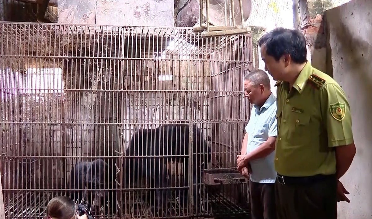 The two bears were handed over to functional agencies by Mr. Do Van Vuong.