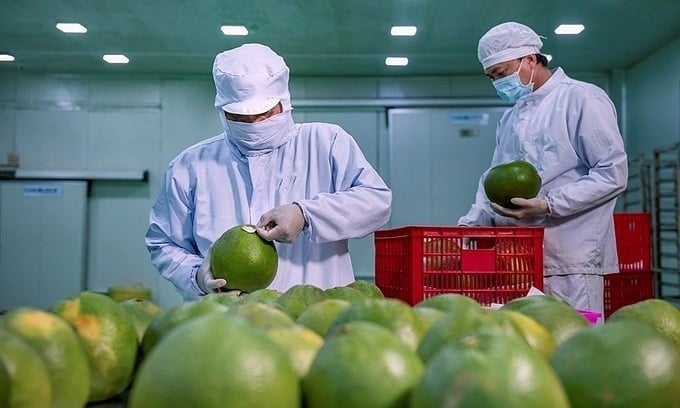 Vietnamese pomelo varieties such as Nam Roi, Da Xanh, Dien, and Tan Lac are currently exported to many markets with high technical requirements like the U.S., the EU, Canada, and Japan.