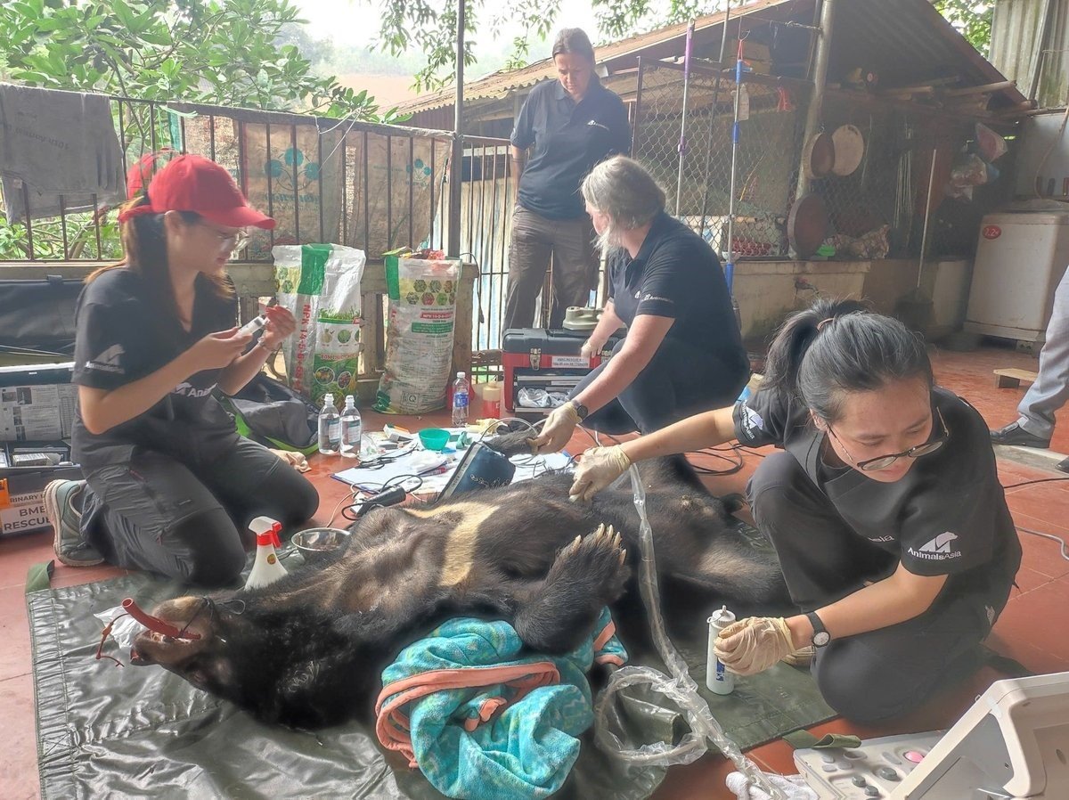 Experts of the Animals Asia Foundation have carried out all the health examination steps and implemented the transportation of two bears safely. Photo: Hoai Van.