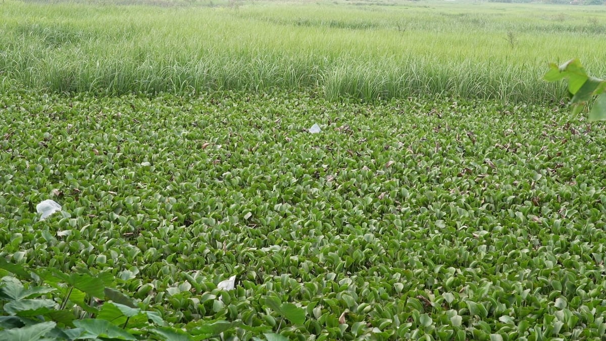 Rộng đồng thất thu người dân đành để ruộng cho cỏ dại mọc. Ảnh: Hùng Khang. Rộng đồng thất thu người dân đành để ruộng cho cỏ dại mọc. Ảnh: Hùng Khang.