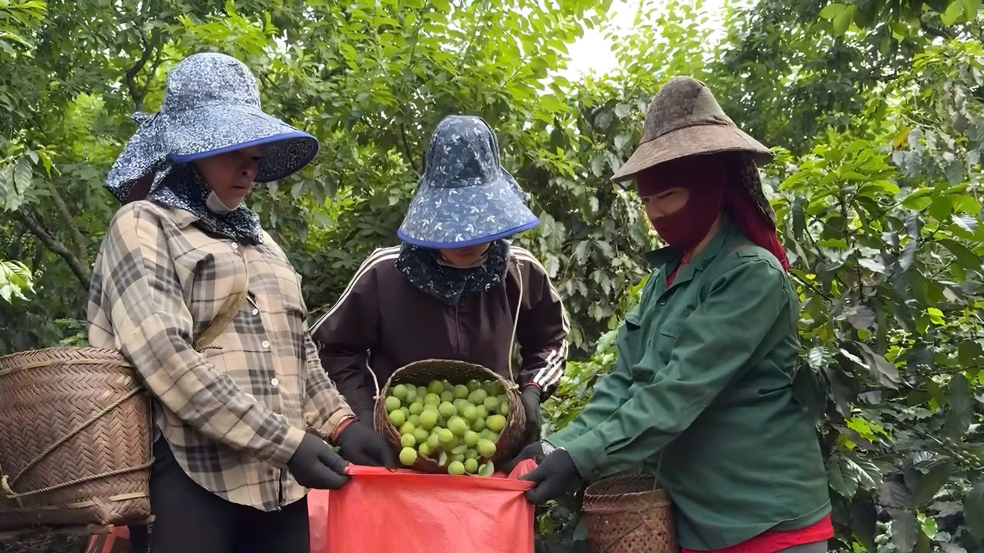 Nông dân xã Chiềng Cọ, thành phố Sơn La hối hả thu hái mận. Ảnh: Nguyễn Nga. Nông dân xã Chiềng Cọ, thành phố Sơn La hối hả thu hái mận. Ảnh: Nguyễn Nga.