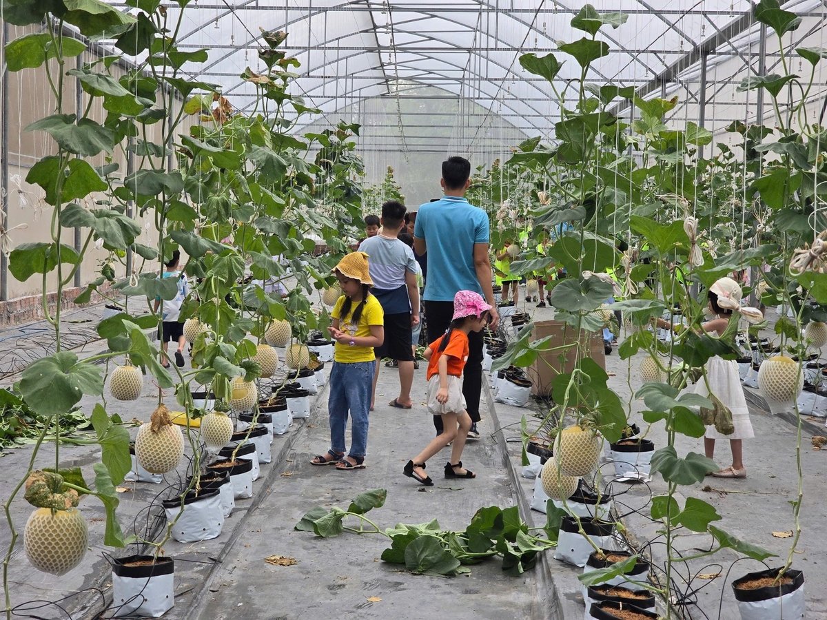 Du lịch trải nghiệm tại khu vực nông thôn chủ yếu thu hút khách tại Hải Phòng, đi về trong ngày với các dịch vụ đơn điệu. Ảnh: Đinh Mười. Du lịch trải nghiệm tại khu vực nông thôn chủ yếu thu hút khách tại Hải Phòng, đi về trong ngày với các dịch vụ đơn điệu. Ảnh: Đinh Mười.