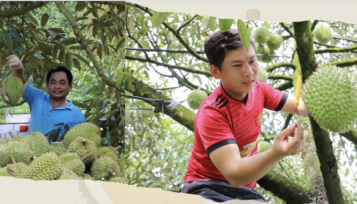 Sầu riêng đang khẳng định vị thế là một trong những sản phẩm xuất khẩu chủ lực, đặc biệt với thị trường Trung Quốc giữ vai trò then chốt trong chiến lược phát triển ngành hàng này. Ảnh: Khương Trung. Sầu riêng đang khẳng định vị thế là một trong những sản phẩm xuất khẩu chủ lực, đặc biệt với thị trường Trung Quốc giữ vai trò then chốt trong chiến lược phát triển ngành hàng này. Ảnh: Khương Trung.