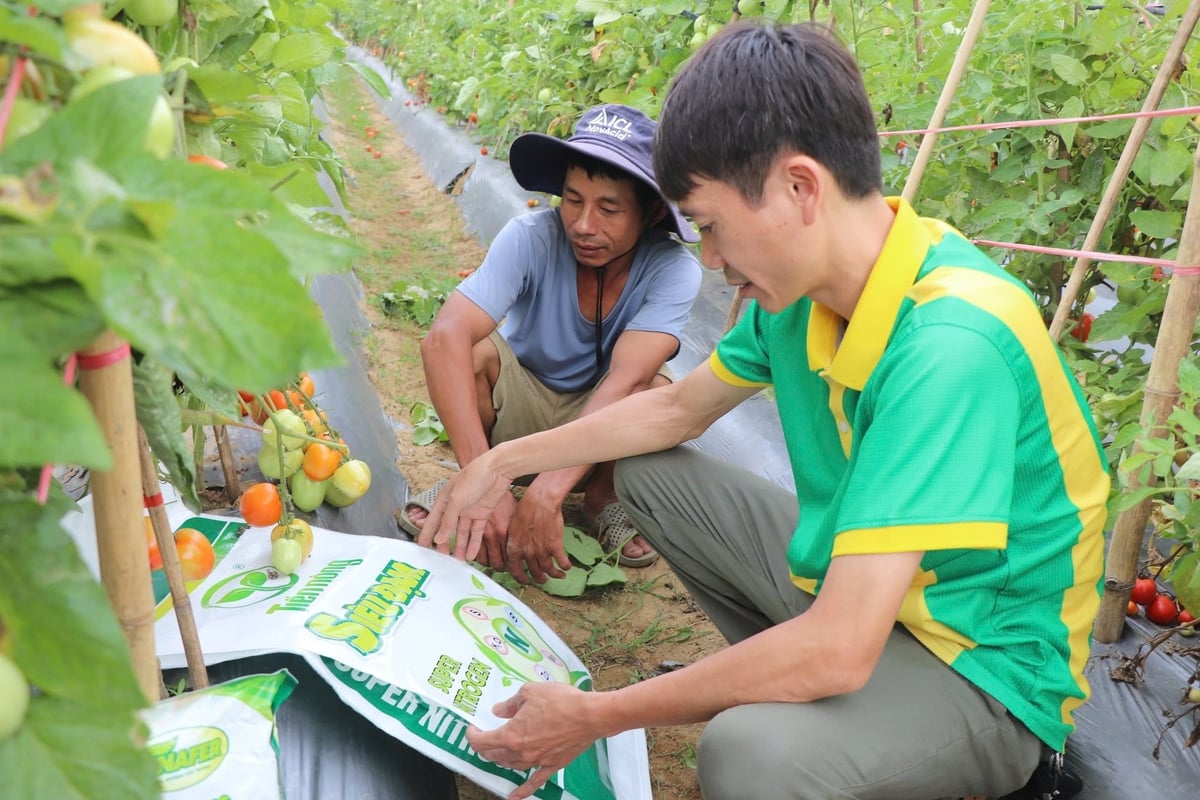 Sản phẩm Siêu Đạm Tiến Nông giúp bà con nông dân gặt hái mùa vàng bội thu. Ảnh: Duyên Hoàng. Sản phẩm Siêu Đạm Tiến Nông giúp bà con nông dân gặt hái mùa vàng bội thu. Ảnh: Duyên Hoàng.