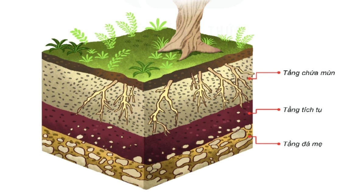 Các tầng đất, theo lát cắt ngang. Ảnh: minh họa. Các tầng đất, theo lát cắt ngang. Ảnh: minh họa.