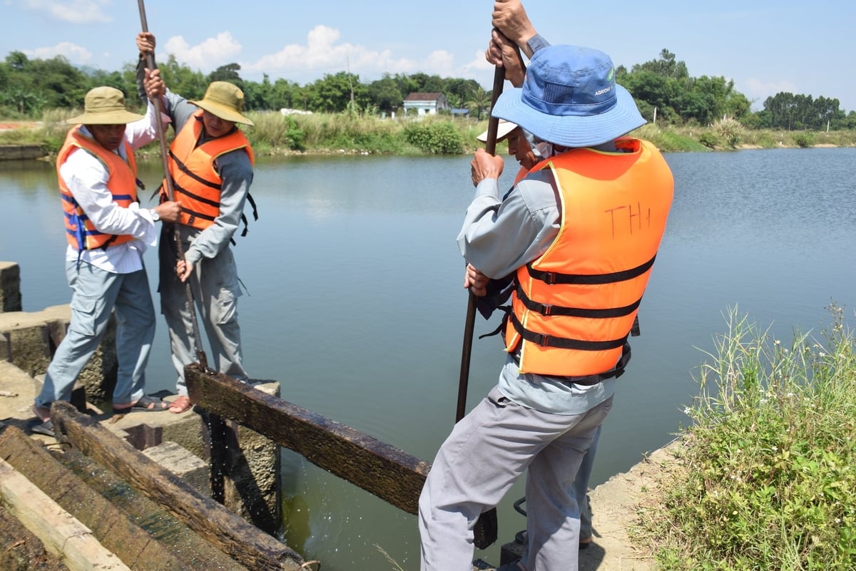 Công nhân thủy lợi Bình Định đang móc, kéo những tấm ván phai tại những con đập chưa được sửa chữa, nâng cấp. Ảnh: V.Đ.T. Công nhân thủy lợi Bình Định đang móc, kéo những tấm ván phai tại những con đập chưa được sửa chữa, nâng cấp. Ảnh: V.Đ.T.