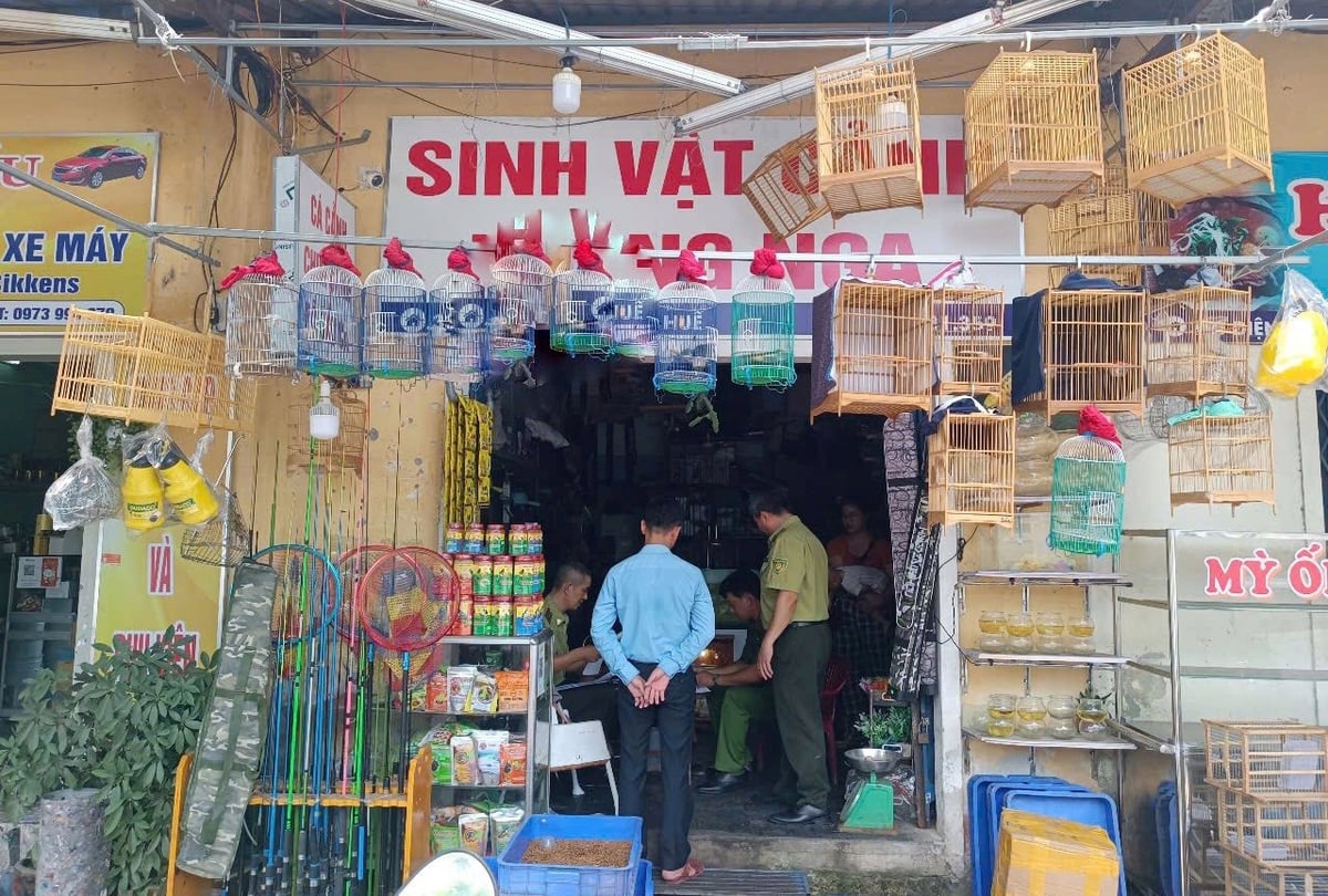 Kiểm tra các địa điểm, cơ sở mua bán chim hoang dã trái phép. Ảnh: K.L Kiểm tra các địa điểm, cơ sở mua bán chim hoang dã trái phép. Ảnh: K.L