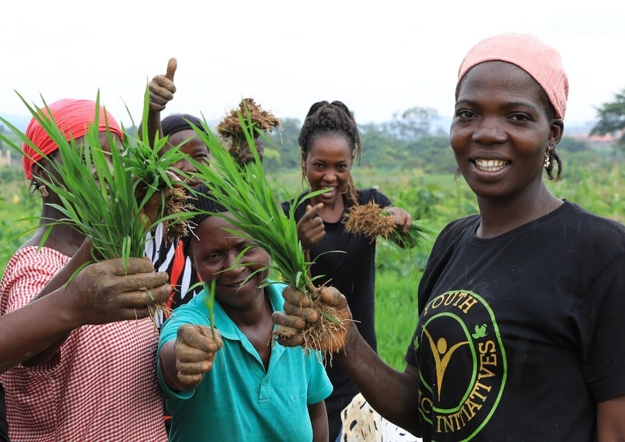 Local employees display rice seedlings at the Nigerian Agricultural Technology Demonstration Center in Abuja, Nigeria, Sept 19, 2023. Photo: Xinhua.