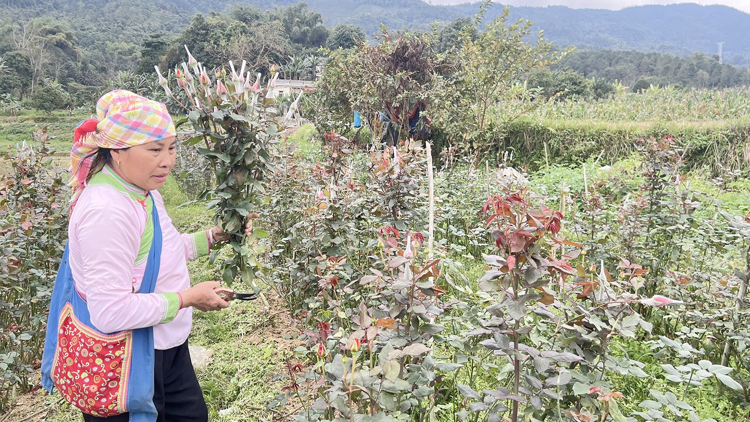 Nông dân tại các huyện vùng cao Lào Cai đã biết biến những mảnh ruộng trồng lúa kém hiệu quả thành những mô hình hái ra tiền. Ảnh: Bích Hợp. Nông dân tại các huyện vùng cao Lào Cai đã biết biến những mảnh ruộng trồng lúa kém hiệu quả thành những mô hình hái ra tiền. Ảnh: Bích Hợp.