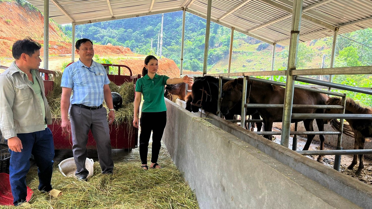 Mô hình nuôi ngựa cho thu nhập cao và ổn định, giúp người dân vươn lên làm giàu tại Bát Xát. Ảnh: Bích Hợp. Mô hình nuôi ngựa cho thu nhập cao và ổn định, giúp người dân vươn lên làm giàu tại Bát Xát. Ảnh: Bích Hợp.