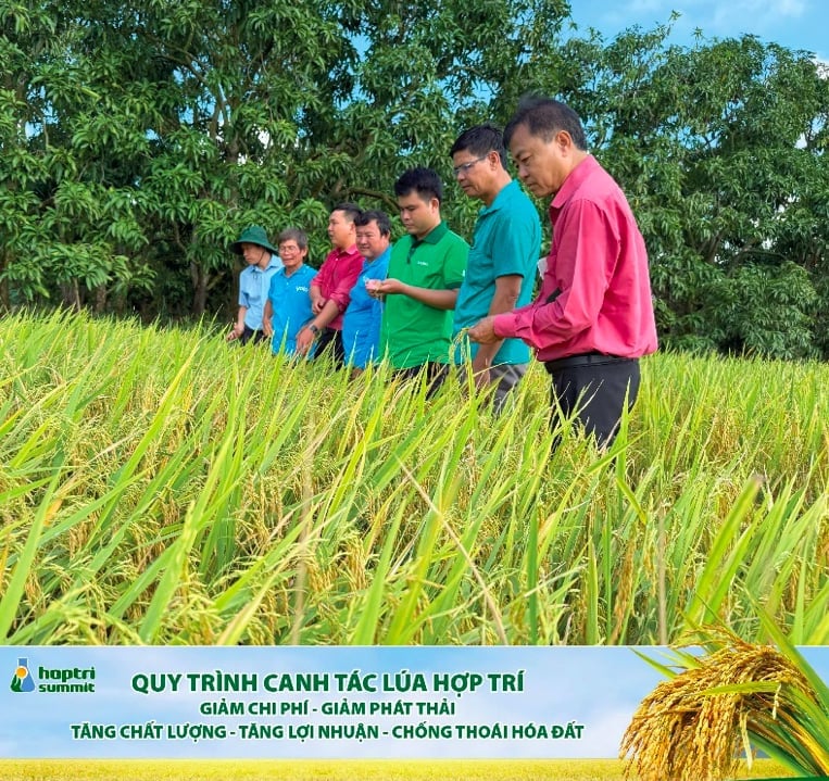 Đại diện Hợp Trí cùng cơ quan ban ngành và bà con nông dân tham quan cánh đồng áp dụng theo quy trình Hợp Trí. Ảnh: Nguyễn Ngọc. Đại diện Hợp Trí cùng cơ quan ban ngành và bà con nông dân tham quan cánh đồng áp dụng theo quy trình Hợp Trí. Ảnh: Nguyễn Ngọc.
