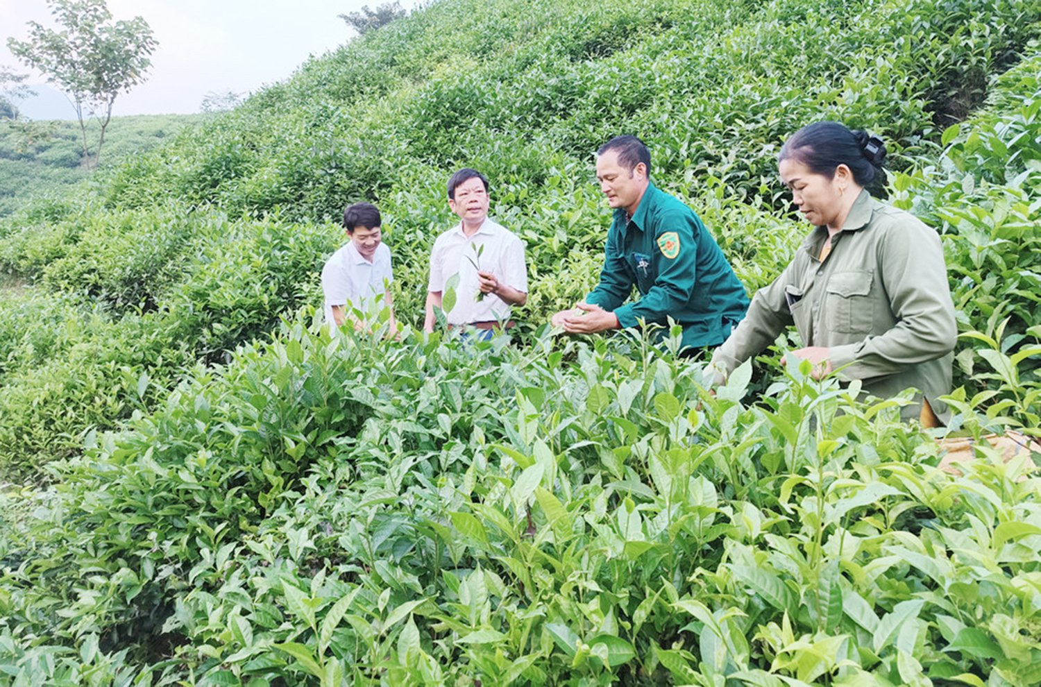 Thay thế những cây nông nghiệp kém hiệu quả bằng những cây trồng cho giá trị kinh tế cao, ngành nông nghiệp Lào Cai đang dần khẳng định vị thế trong phát triển kinh tế địa phương. Ảnh: Bích Hợp.