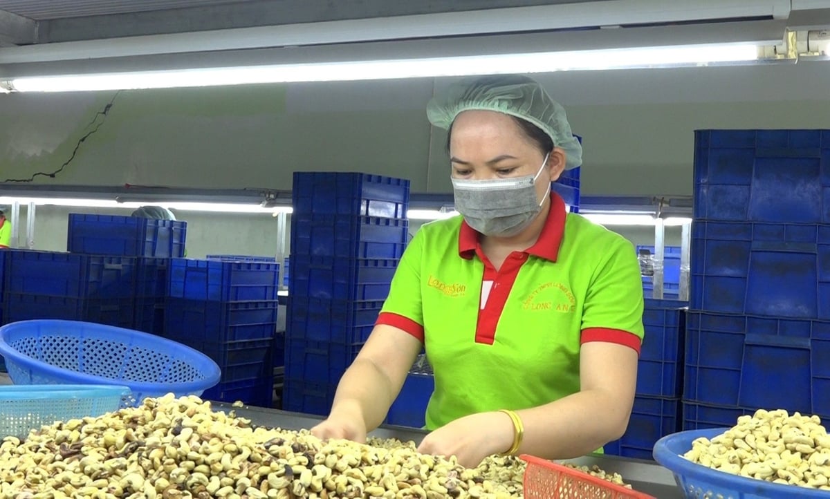 Nhà máy điều Long Sơn tăng công suất để kịp tiến độ giao hàng trước ngày 9/7/2025. Ảnh: Hà Duyên Nhà máy điều Long Sơn tăng công suất để kịp tiến độ giao hàng trước ngày 9/7/2025. Ảnh: Hà Duyên