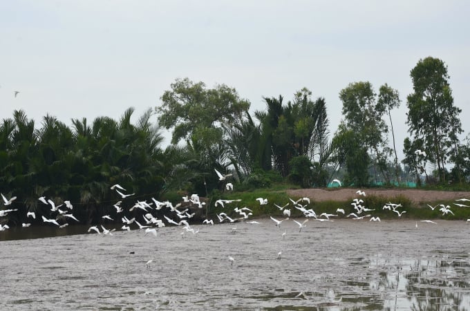 Nguồn động vật tự nhiên ở Vĩnh Long trước đấy rất đa dạng, phong phú nhưng do tác động của nhiều yếu tố nên dần dà nhiều loài vắng bóng. Ảnh: Minh Đảm. Nguồn động vật tự nhiên ở Vĩnh Long trước đấy rất đa dạng, phong phú nhưng do tác động của nhiều yếu tố nên dần dà nhiều loài vắng bóng. Ảnh: Minh Đảm.