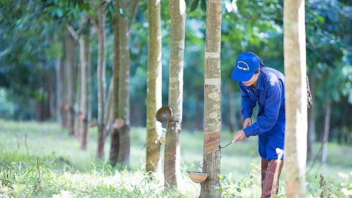 Latest domestic and global rubber prices on May 9, 2025