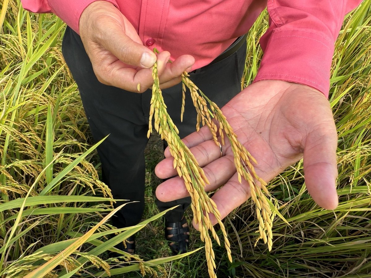 So sánh bông lúa của ruộng áp dụng quy trình của Hợp Trí (bên trái) và ruộng không áp dụng quy trình Hợp Trí (bên phải). Ảnh: Nguyễn Ngọc. So sánh bông lúa của ruộng áp dụng quy trình của Hợp Trí (bên trái) và ruộng không áp dụng quy trình Hợp Trí (bên phải). Ảnh: Nguyễn Ngọc.