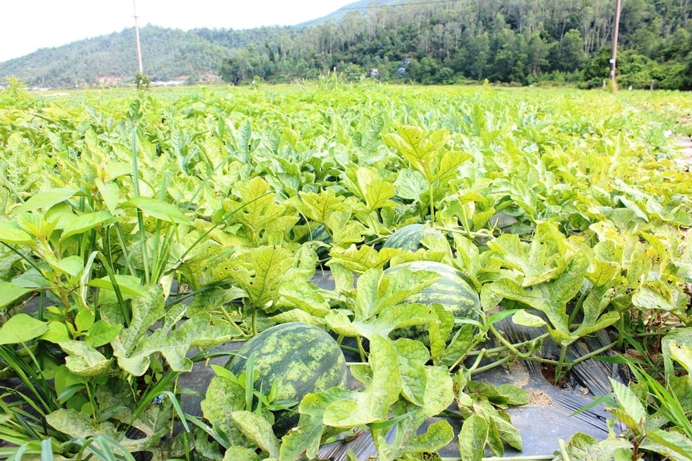 Dưa hấu Trường Định nổi tiếng vì ngọt thanh, chất lượng vượt trội. Ảnh: Lan Anh. Dưa hấu Trường Định nổi tiếng vì ngọt thanh, chất lượng vượt trội. Ảnh: Lan Anh.