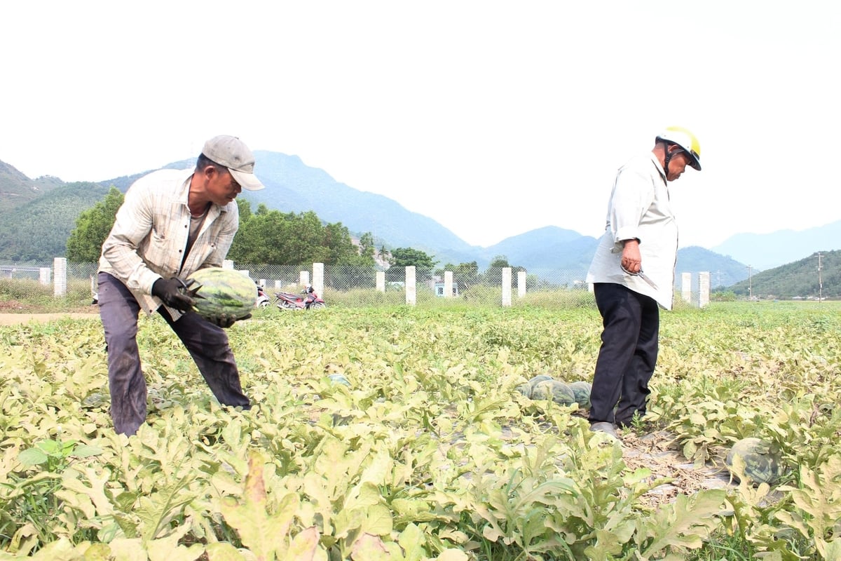 Dưa chủ yếu được thương lái thu mua tại vườn và phân phối tại thành phố Đà Nẵng cùng một số địa phương khác. Ảnh: Lan Anh. Dưa chủ yếu được thương lái thu mua tại vườn và phân phối tại thành phố Đà Nẵng cùng một số địa phương khác. Ảnh: Lan Anh.