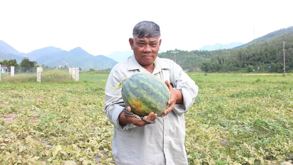 Dù giá giảm so với năm trước nhưng dưa hấu vẫn tiêu thụ thuận lợi. Ảnh: Lan Anh. Dù giá giảm so với năm trước nhưng dưa hấu vẫn tiêu thụ thuận lợi. Ảnh: Lan Anh.
