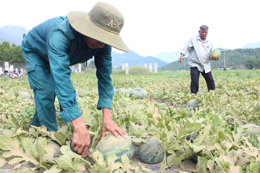 Nông dân thôn Trường Định thu hoạch dưa hấu vụ đầu trong năm 2025. Ảnh: Lan Anh. Nông dân thôn Trường Định thu hoạch dưa hấu vụ đầu trong năm 2025. Ảnh: Lan Anh.