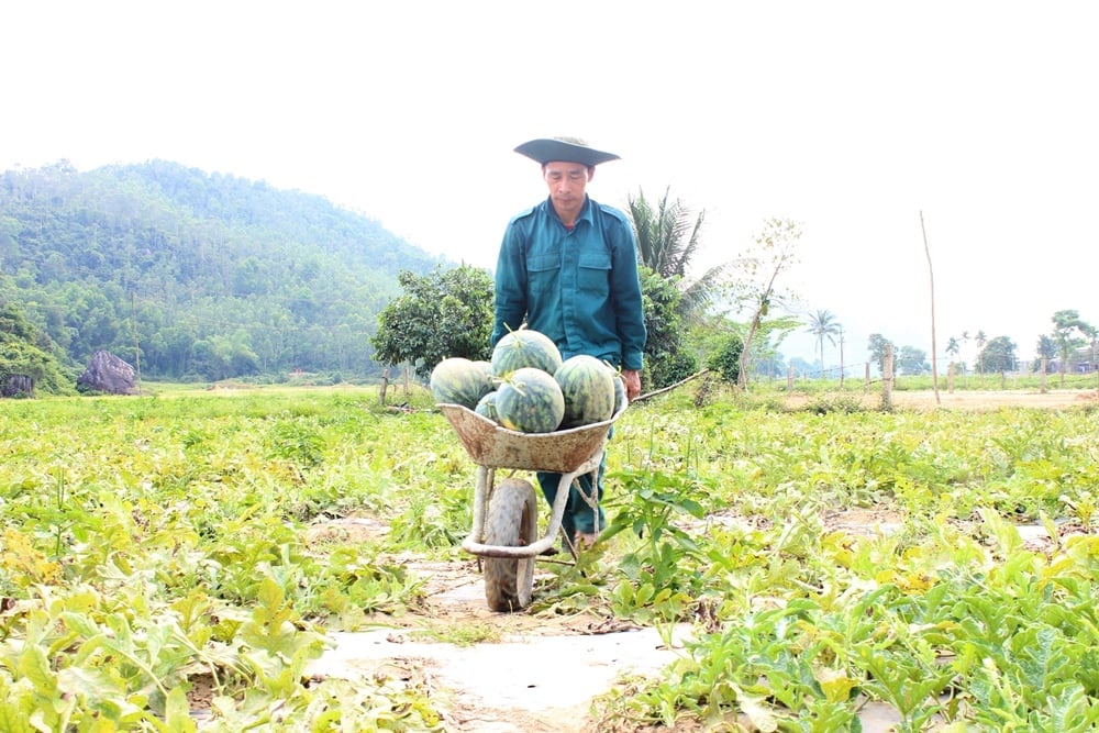 Hiện ông Trần Quốc đã thu hoạch được khoảng 6 tấn dưa hấu. Ảnh: Lan Anh. Hiện ông Trần Quốc đã thu hoạch được khoảng 6 tấn dưa hấu. Ảnh: Lan Anh.