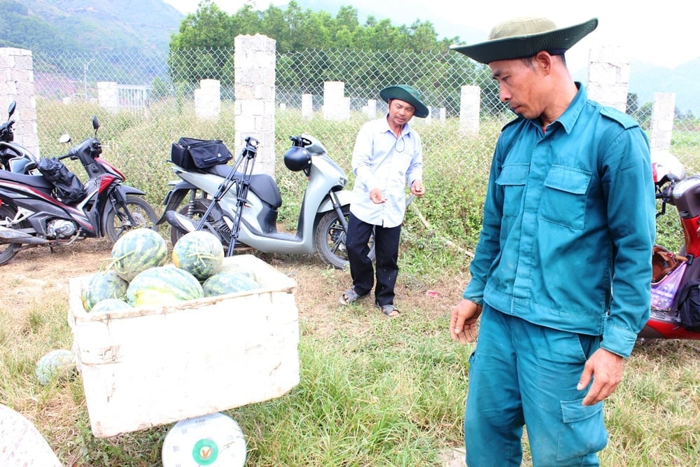Hiện dưa hấu bán tại vườn ở Đà Nẵng có giá từ 6.000 - 8.000 đồng/kg. Ảnh: Lan Anh. Hiện dưa hấu bán tại vườn ở Đà Nẵng có giá từ 6.000 - 8.000 đồng/kg. Ảnh: Lan Anh.
