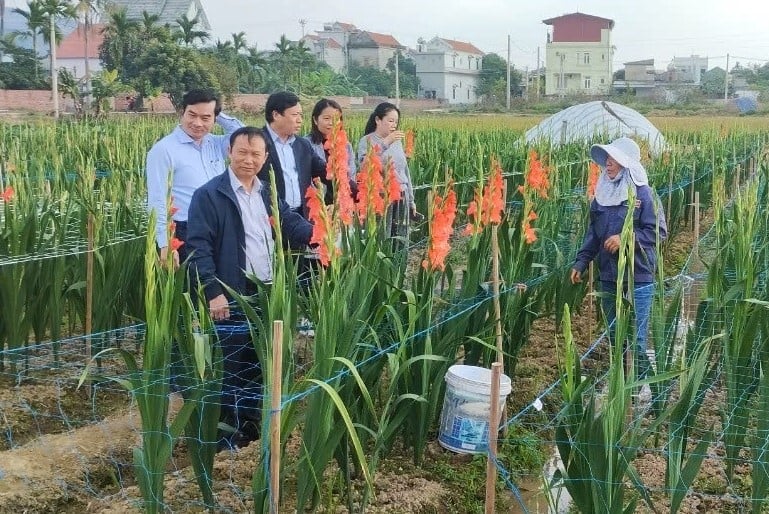 Những bộ giống, kỹ thuật canh tác mới đang góp phần hình thành các vùng sản xuất chuyên canh, giá trị cao. Ảnh: NVCC. Những bộ giống, kỹ thuật canh tác mới đang góp phần hình thành các vùng sản xuất chuyên canh, giá trị cao. Ảnh: NVCC.