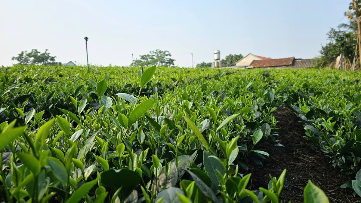 Cây chè mang lại việc làm, thu nhập cho hàng triệu hộ dân. Ảnh: Hoàng Anh. Cây chè mang lại việc làm, thu nhập cho hàng triệu hộ dân. Ảnh: Hoàng Anh.