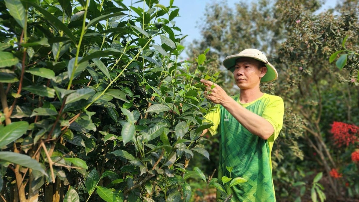 Cây chè ở vùng Tân Cương, tỉnh Thái Nguyên. Ảnh: Hoàng Anh. Cây chè ở vùng Tân Cương, tỉnh Thái Nguyên. Ảnh: Hoàng Anh.