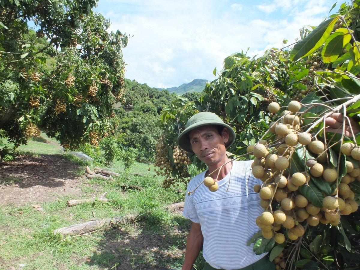 Chương trình chuyển giao giống cùng kỹ thuật ghép cải vườn nhãn do Viện Nghiên cứu Rau quả thực hiện đã góp phần quan trọng đưa Sơn La thành vựa nhãn lớn nhất miền Bắc. Ảnh: Lê Bền. Chương trình chuyển giao giống cùng kỹ thuật ghép cải vườn nhãn do Viện Nghiên cứu Rau quả thực hiện đã góp phần quan trọng đưa Sơn La thành vựa nhãn lớn nhất miền Bắc. Ảnh: Lê Bền.