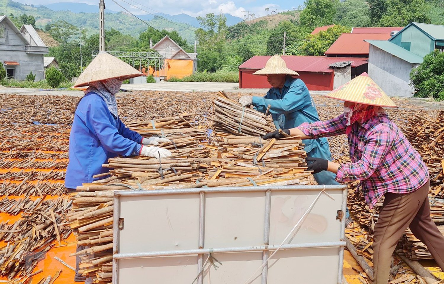 Cây quế giúp người dân Nậm Đét trở thành những tỷ phú giữa đại ngàn. Ảnh: Viết Vinh. Cây quế giúp người dân Nậm Đét trở thành những tỷ phú giữa đại ngàn. Ảnh: Viết Vinh.
