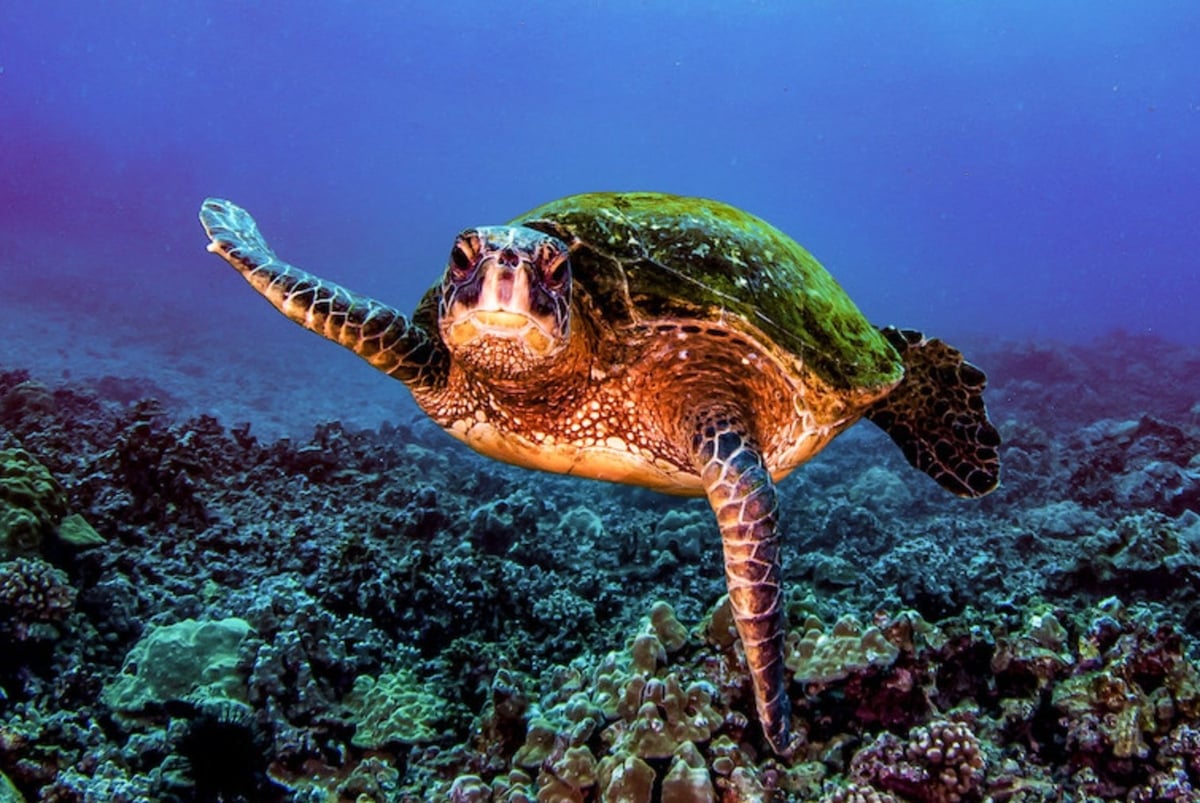 Thế giới cần có hành động thực chất để bảo vệ đại dương. Ảnh: Divephoto.org. Thế giới cần có hành động thực chất để bảo vệ đại dương. Ảnh: Divephoto.org.