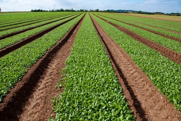 Spinach would help sustain a population during a nuclear winter, researchers found. Image credit: Sally Jane Photographic Art/Getty Images.