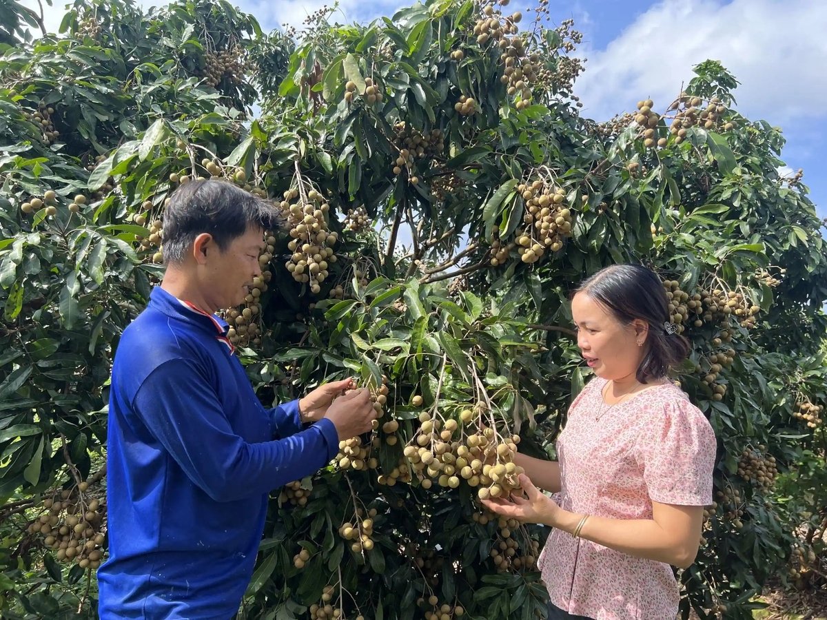 Cán bộ nông nghiệp thăm vườn nhãn có mã số vùng trồng tại Cần Thơ. Ảnh: Mỹ Hoa. Cán bộ nông nghiệp thăm vườn nhãn có mã số vùng trồng tại Cần Thơ. Ảnh: Mỹ Hoa.
