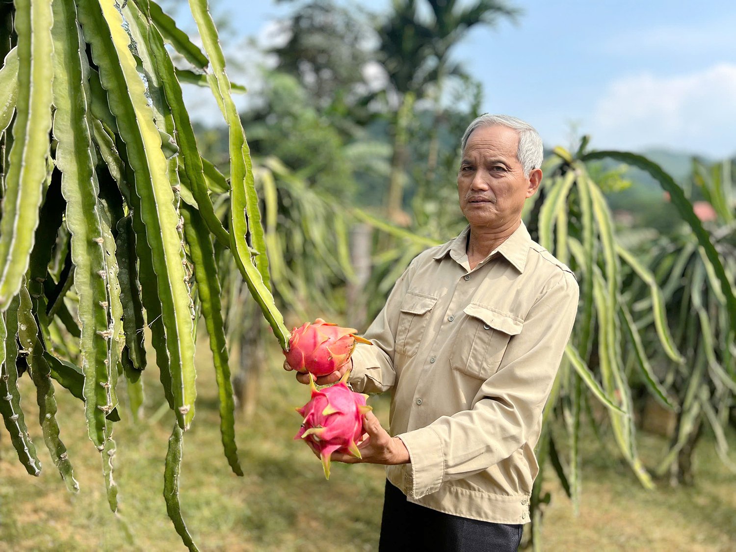 Cây thanh long đã dần bén dễ với vùng đất Bảo Yên (Lào Cai). Ảnh: Bích Hợp.